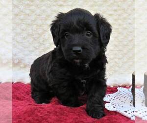 Pembroke Welsh Corgi-Poodle (Miniature) Mix Puppy for sale in LANCASTER, PA, USA