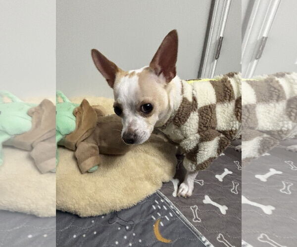 Medium Photo #3 Chihuahua Puppy For Sale in Holly Springs, NC, USA