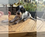 Puppy Lily Bernedoodle-Bluetick Coonhound Mix