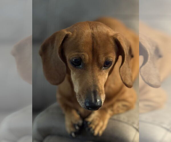 Medium Photo #6 Dachshund Puppy For Sale in Shelbyville, TN, USA