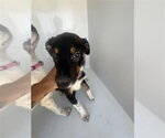 Small Labrador Retriever