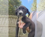 Small Photo #2 Mutt Puppy For Sale in Woodbury, NY, USA