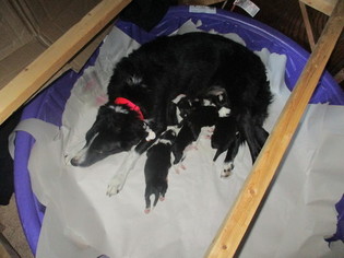 Mother of the Border Collie puppies born on 12/27/2017