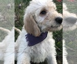 Small Photo #11 Labradoodle-Poodle (Standard) Mix Puppy For Sale in EMMITSBURG, MD, USA