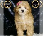 Small Photo #89 Poodle (Toy) Puppy For Sale in WARSAW, IN, USA