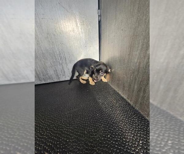 Medium Photo #1 Chihuahua-Unknown Mix Puppy For Sale in San Antonio, TX, USA