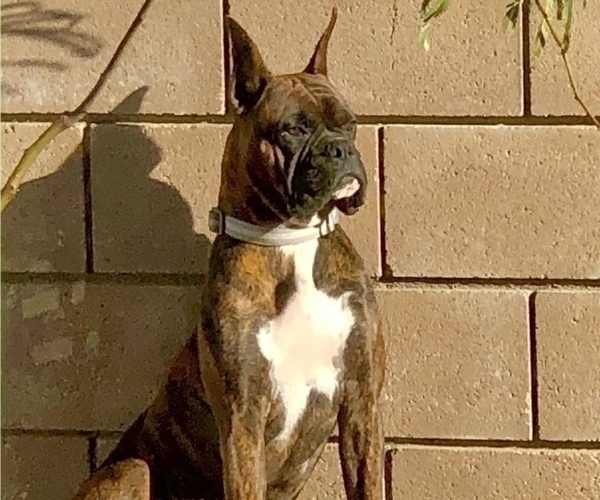 Medium Photo #1 Boxer Puppy For Sale in APPLE VALLEY, CA, USA