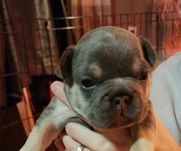 Medium Photo #1 French Bulldog Puppy For Sale in EAST BANGOR, PA, USA