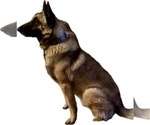 Small #10 Belgian Malinois