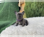 Puppy GiGi French Bulldog