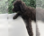 Small Photo #2 Aussiedoodle Puppy For Sale in FT LAUDERDALE, FL, USA