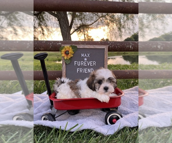 Medium Photo #3 Zuchon Puppy For Sale in BLOOMFIELD, IN, USA