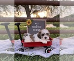 Max - Male Zuchon Puppy for Sale - Photo #3