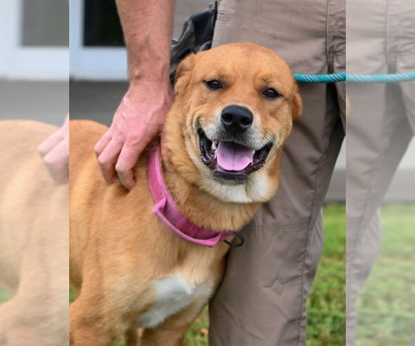 Medium Photo #11 Mutt Puppy For Sale in Glen Allen, VA, USA