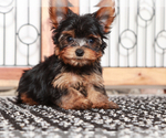 Small #3 Yorkshire Terrier