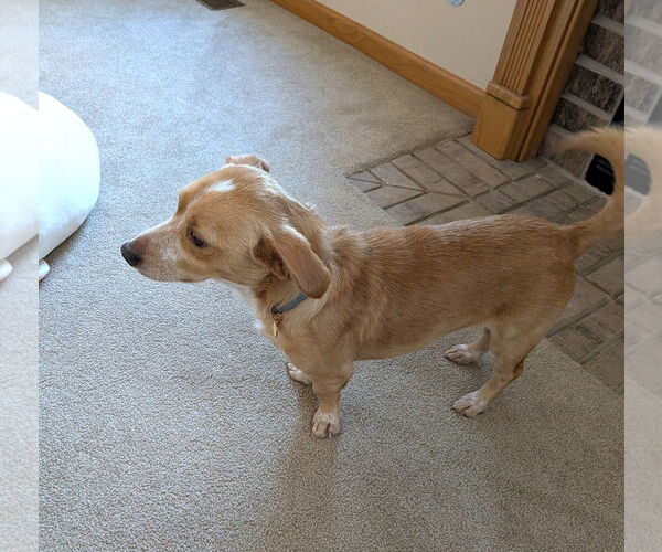 Medium Photo #3 Dachshund-Unknown Mix Puppy For Sale in Wheaton, IL, USA