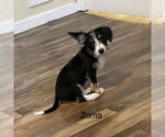 Small #1 Mutt