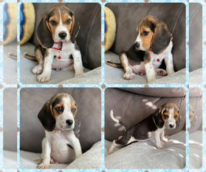 Beagle Puppy for sale in MILLBRAE, CA, USA