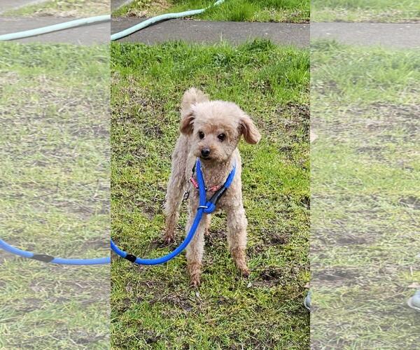 Medium Photo #3 Poodle (Toy) Puppy For Sale in Seattle, WA, USA
