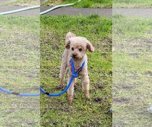 Teddy from Korea - Male Poodle (Toy) Dog for Adoption - Photo #3
