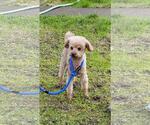 Small Photo #3 Poodle (Toy) Puppy For Sale in Seattle, WA, USA