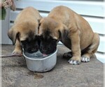 Small Photo #2 Mastiff Puppy For Sale in GAP, PA, USA