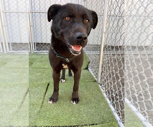 Paloma - Female Labrador Retriever-Unknown Mix Dog for Adoption - Photo #4