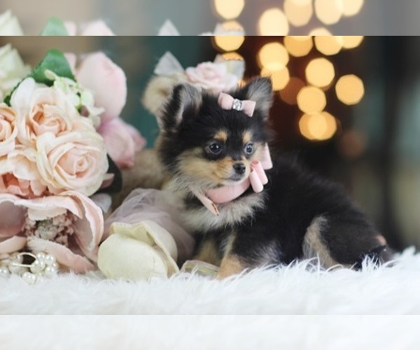Medium Photo #11 Pomeranian Puppy For Sale in CORAL GABLES, FL, USA