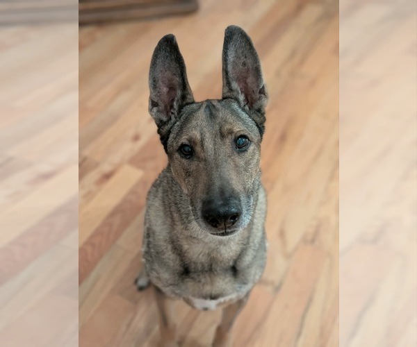 Medium Photo #19 Mutt Puppy For Sale in Sandy, UT, USA
