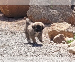 Anatolian Shepherd-Dutch Shepherd Dog Mix Puppy for sale in EL CAJON, CA, USA