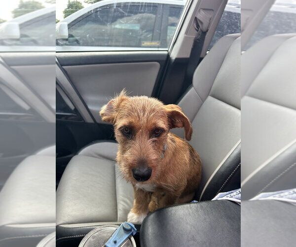 Medium Photo #2 Mutt Puppy For Sale in Boston, MA, USA