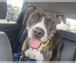 Small American Bulldog Mix