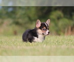 Small Photo #5 Pembroke Welsh Corgi Puppy For Sale in FORT MADISON, IA, USA