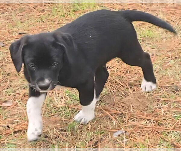 Medium Photo #4 Labrador Retriever-Unknown Mix Puppy For Sale in Alexander, AR, USA