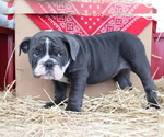 Small Photo #1 Bulldog Puppy For Sale in SHILOH, OH, USA