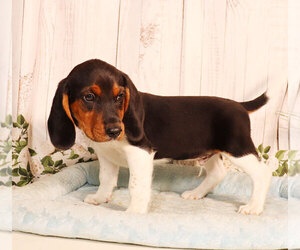 Beagle Puppy for sale in PENNS CREEK, PA, USA