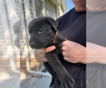 Small #3 German Shepherd Dog
