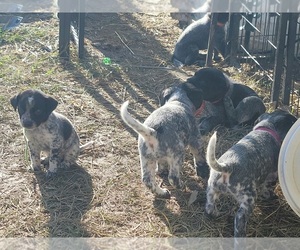 Australian Cattle Dog-German Shorthaired Pointer Mix Dogs for adoption in CONCORDIA, MO, USA