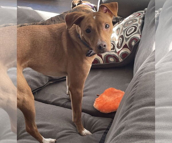 Medium Photo #1 Chihuahua-Unknown Mix Puppy For Sale in Gates Mills, OH, USA