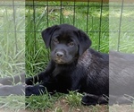Small Photo #3 Labrador Retriever Puppy For Sale in FOREST HILL, MD, USA