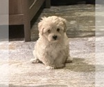 Small Photo #8 Maltipoo Puppy For Sale in ALEXANDRIA, VA, USA