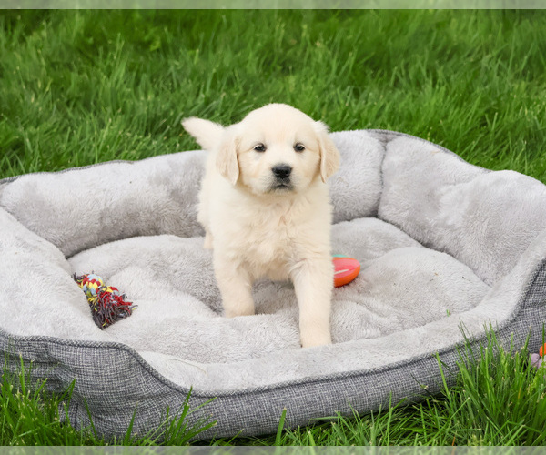 Medium Photo #1 English Cream Golden Retriever Puppy For Sale in SYRACUSE, IN, USA