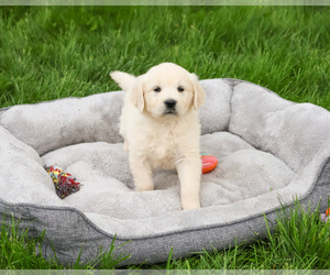 English Cream Golden Retriever Puppy for sale in SYRACUSE, IN, USA