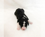 Puppy 3 Bernedoodle-Poodle (Miniature) Mix