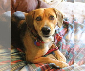 Beagle-Unknown Mix Dogs for adoption in Dunnellon, FL, USA