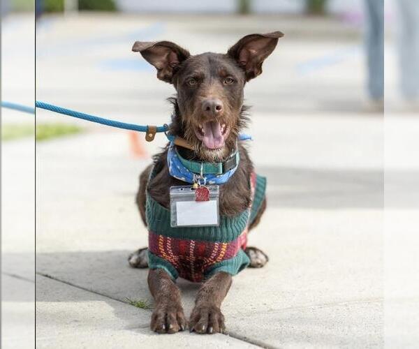 Medium Photo #11 Wirehaired Pointing Poodle Puppy For Sale in San Diego, CA, USA