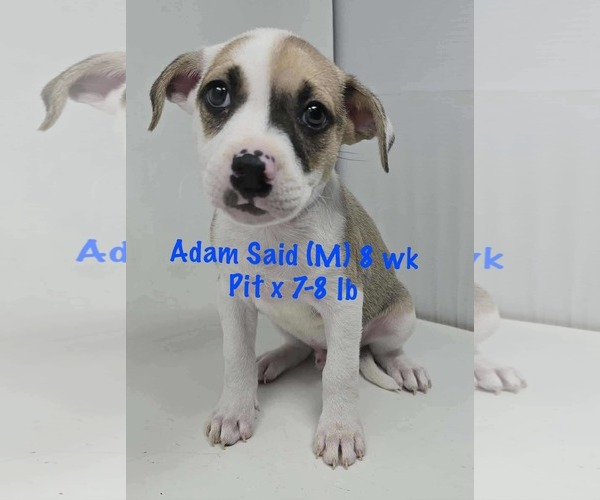 Medium Photo #2 American Pit Bull Terrier-Unknown Mix Puppy For Sale in pomfret, CT, USA