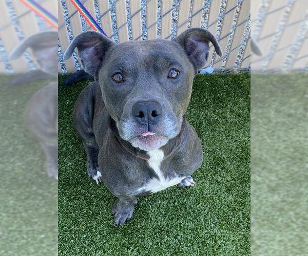 Medium Photo #1 Mutt Puppy For Sale in Fayetteville, NC, USA