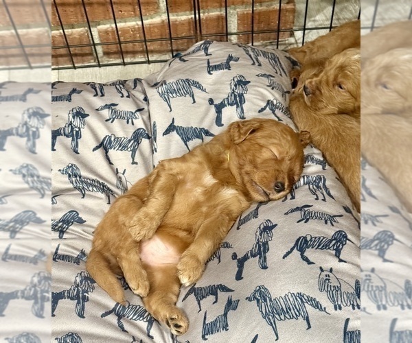 Medium Photo #25 Goldendoodle Puppy For Sale in ORANGEVALE, CA, USA