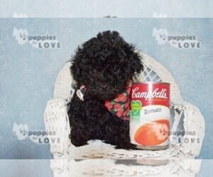 Poodle (Toy) Puppy for sale in SANGER, TX, USA